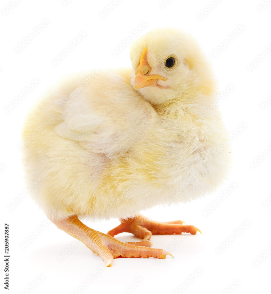 Fototapeta premium Small yellow chicken.