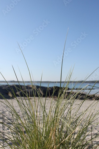 Fototapeta Naklejka Na Ścianę i Meble -  Plant in the sand at the beach