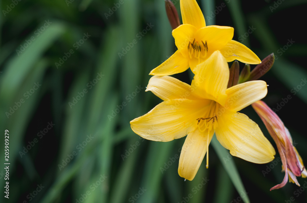 Couple of yellow lily flowers in the garden Couple of yellow lily flowers in the garden