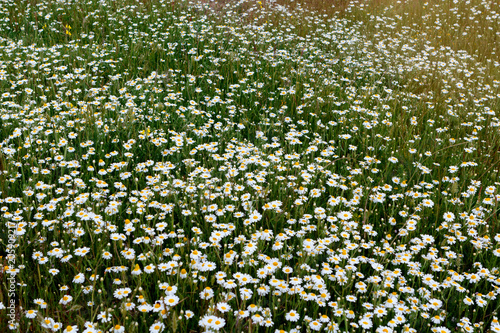 Wild camomile flowers growing on the meadow