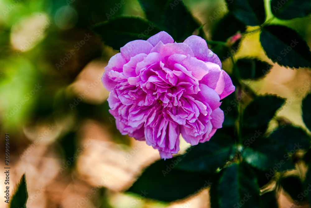 Purple And Pink Flower Taken At A Botanical Garden In FL.