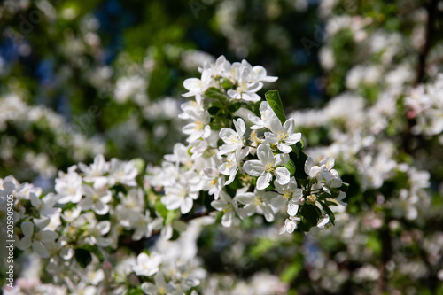 Spring blossom flowers on apple tree 