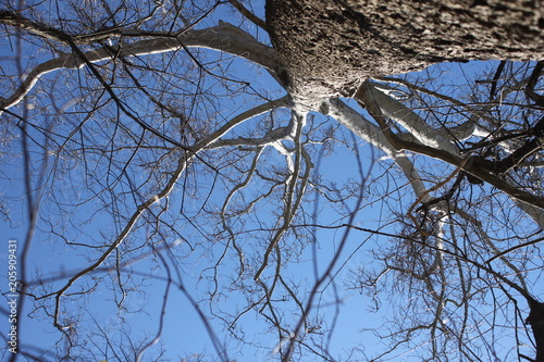 Barren Tree