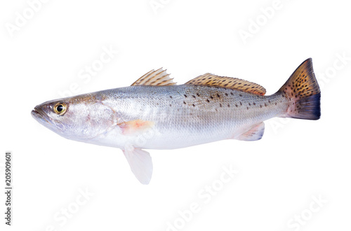 Spotted Seatrout (Cynoscion nebulosus) on white background. Isolated