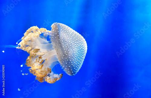 White spotted jellyfish Floating bell Australian spotted jellyfish medusa deep blue underwater background