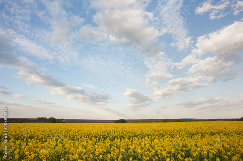 Rape field in blossom