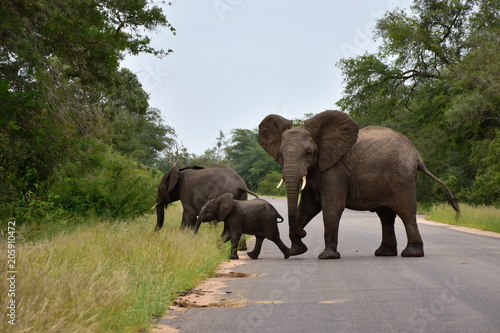 right of way elephants on road Kruger National park in South Africa