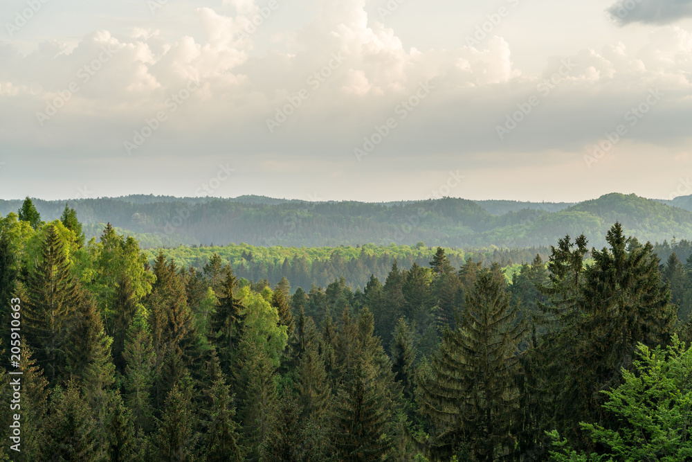 Mountain forest of the saxon switzerland Mountain forest of the saxon switzerland
