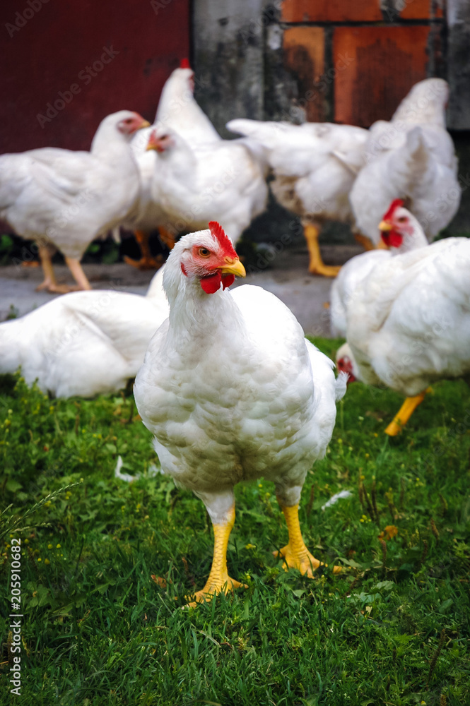 Fototapeta premium White chickens on a free range farm in a small Masovian village in Poland
