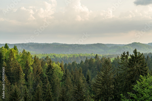 Mountain forest of the saxon switzerland © DZiegler