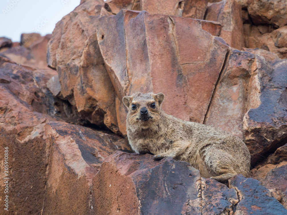Fototapeta premium Grumpy looking rock hyrax laying on red rock looking at camera, Palmwag Concession, Namibia, Africa