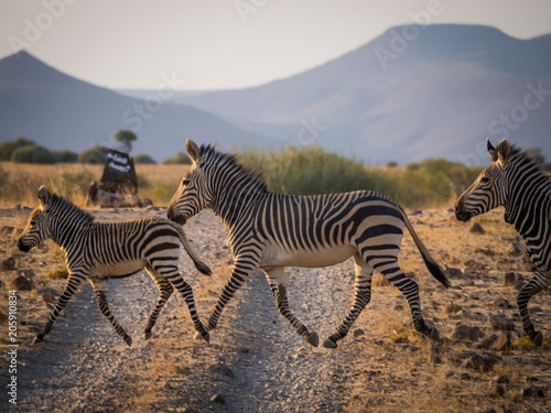 Family of three zebras crossing dirt road in Palmwag concession during afternoon, Namibia, Southern Africa photo