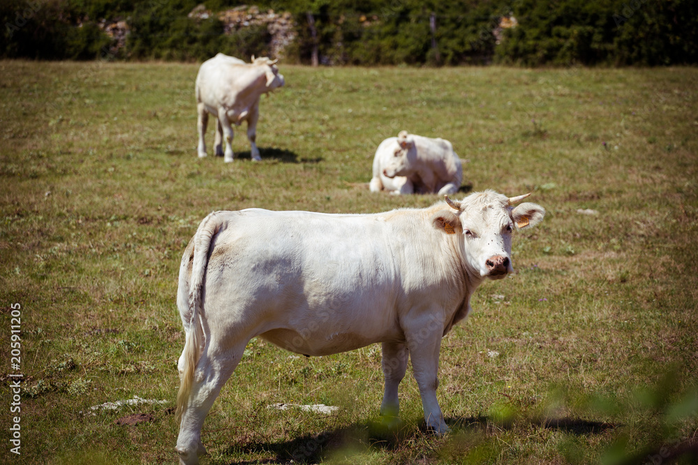 Theme is agriculture and the divorce of cattle. Several, herd of white cow on the field in the countryside in the village in the summer in the Burgundy region in France Theme is agriculture and the divorce of cattle. Several, herd of white cow on the field in the countryside in the village in the summer in the Burgundy region in France