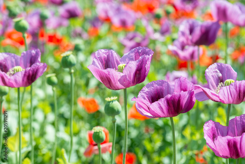 field of lila poppy blossoms - opium poppy - papaver somniferum