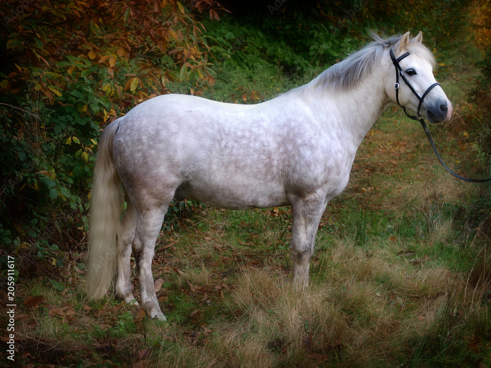 Grey Pony Standing Grey Pony Standing