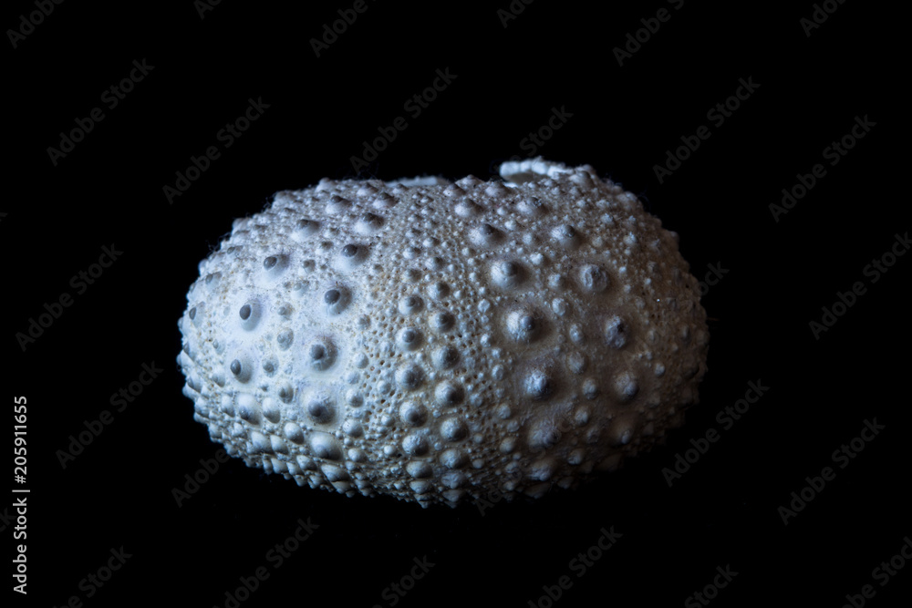 Isolated Sea Urchin on Black Background