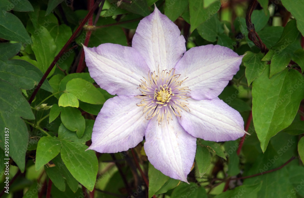 Big pink flowers of Clematis