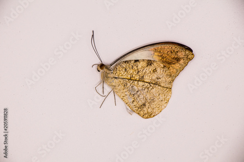 Fotografia Dead butterfly with texture background and isolated on White Background