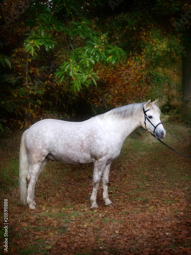 Grey Pony Standing