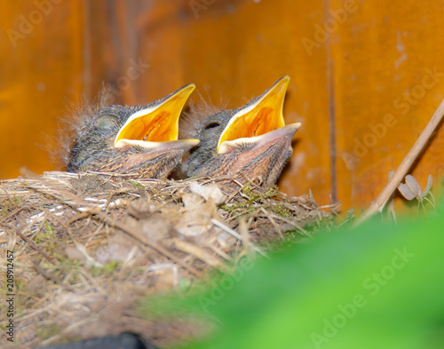 Baby blackbirds in the nest © manfredxy