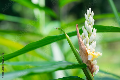 Foto Alpinia galanga, herbaceous plant in asian culture.