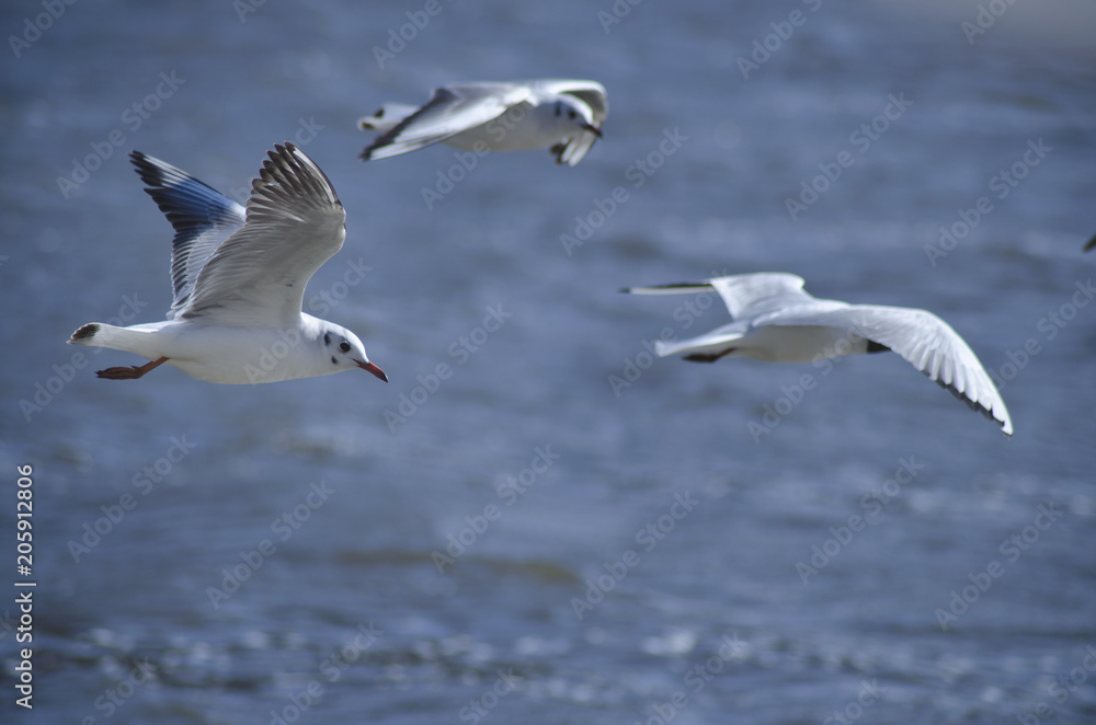 flying seagull 