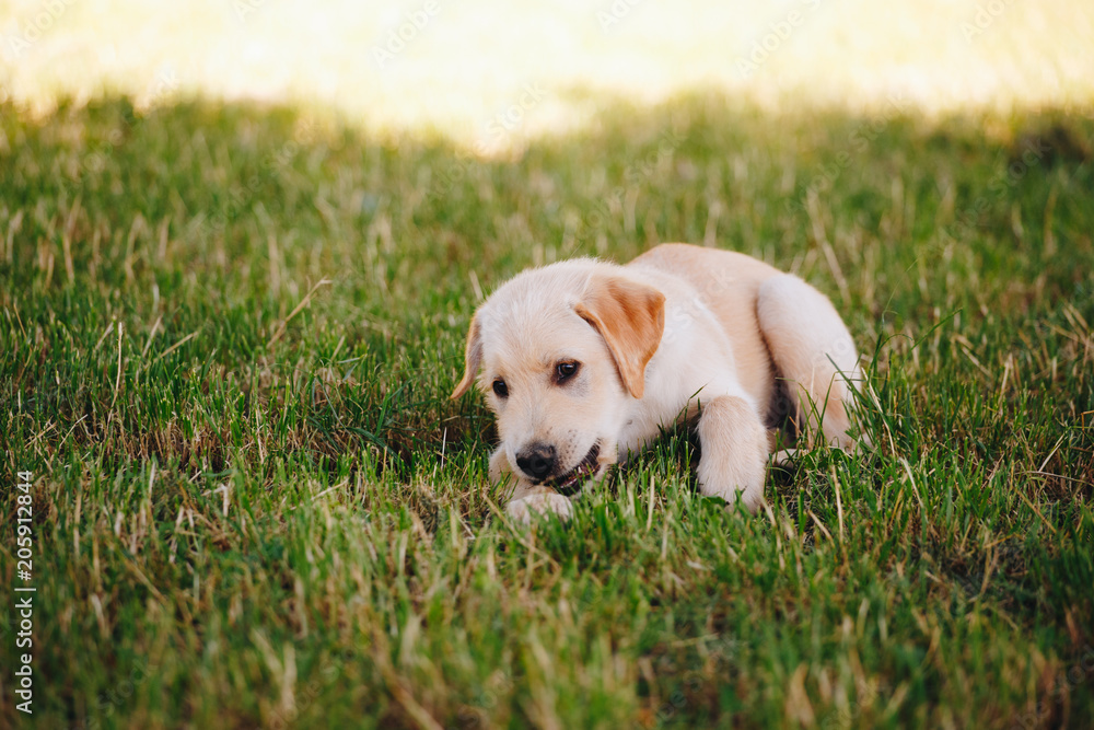 Puppy of a white, pale labrador retriever on green grass in a park in a black collar Puppy of a white, pale labrador retriever on green grass in a park in a black collar