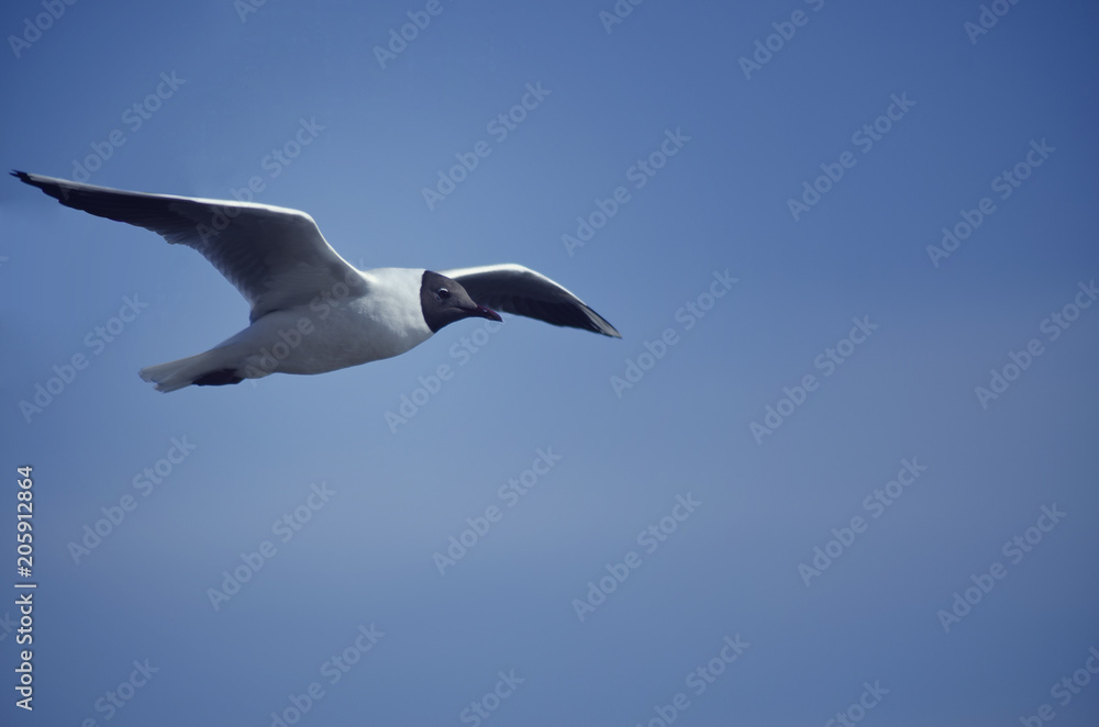 Obraz premium flying seagull 