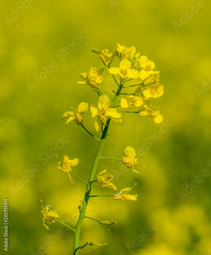 kwiat żółtego rzepaku