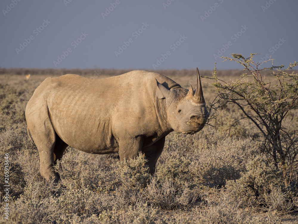 Obraz premium Portrait of large endangered black rhino feeding on small bush in Etosha National Park, Namibia, Africa
