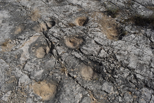 Cava Pontrelli - Altamura (Ba) - Impronte di Dinosauri