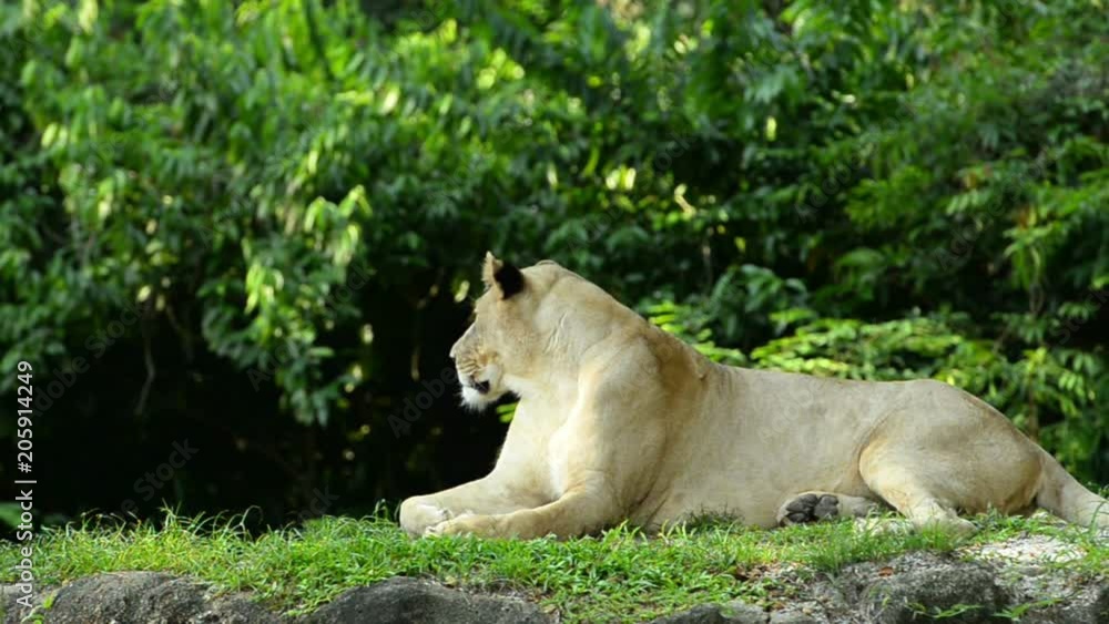 One sitting female lion laying on the zoo One sitting female lion laying on the zoo