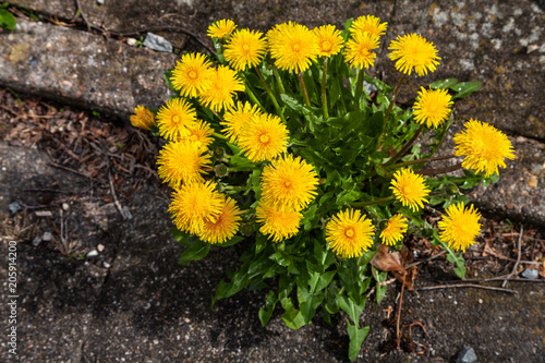 Fototapeta Naklejka Na Ścianę i Meble -  Löwenzahnstrauß