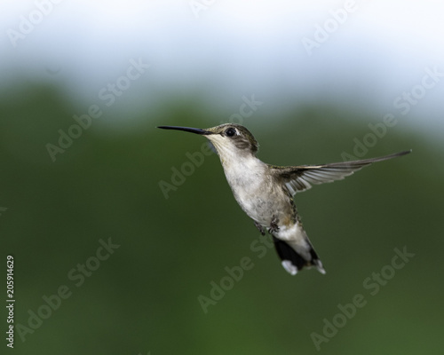 Hummingbird in Flight