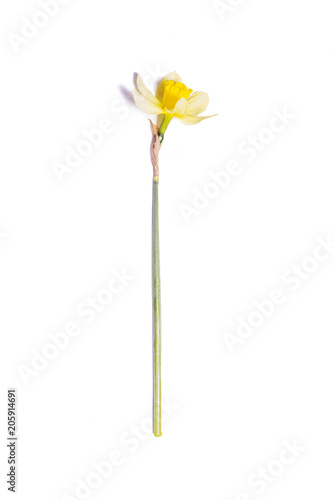 Yellow Daffodil. Narcissus flower on white background
