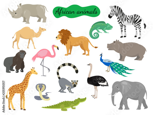 Set of african animals on white background.