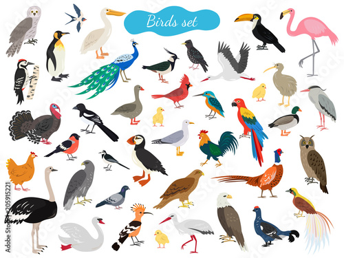 Set of birds on white background.