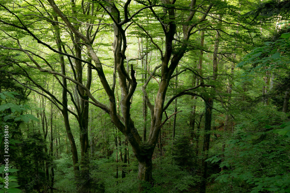 Naklejka premium Vogesen, mystisch