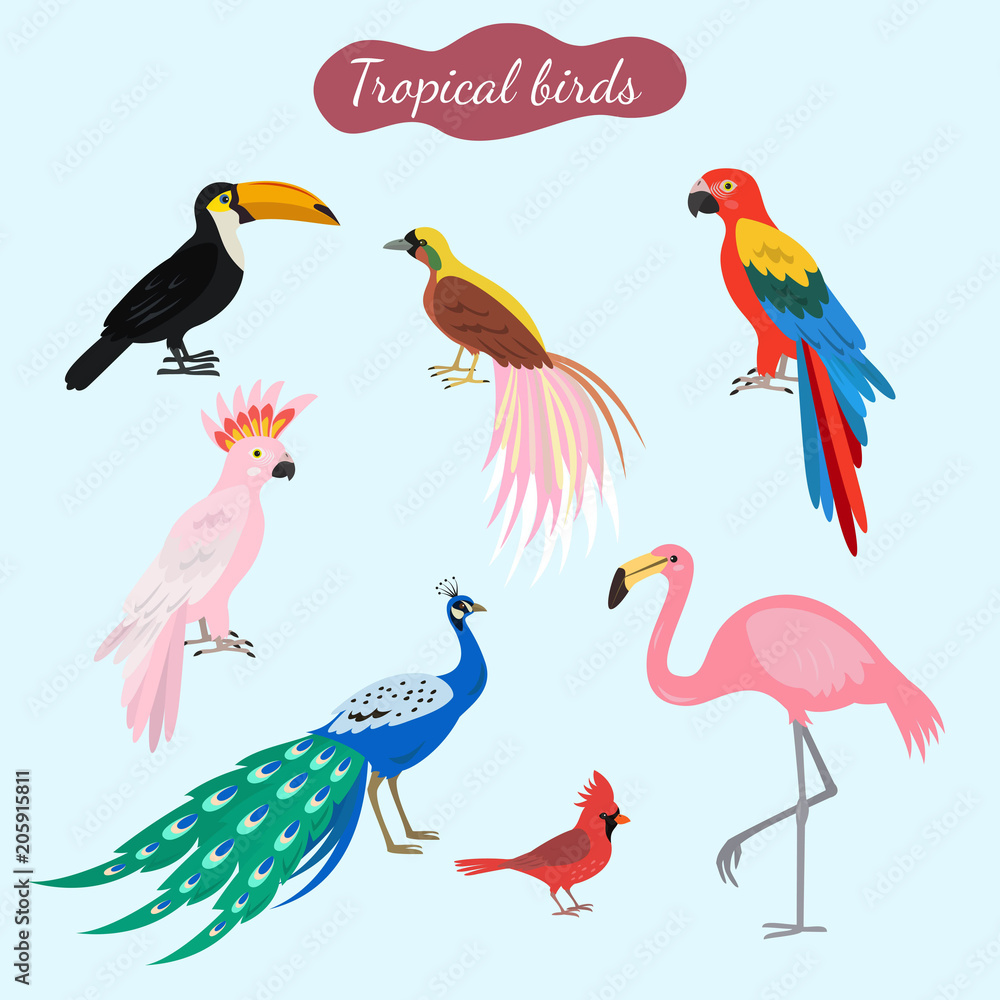 Set of tropical birds on blue background.