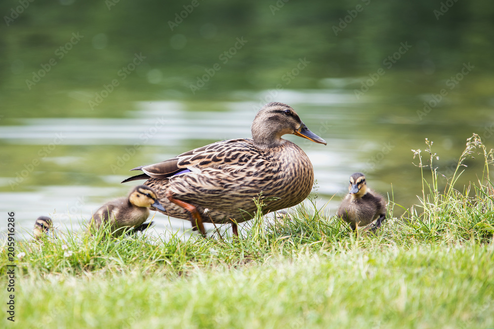 beautiful adult duck comes out of the water to the shore of a pond with small ducklings. beautiful adult duck comes out of the water to the shore of a pond with small ducklings.