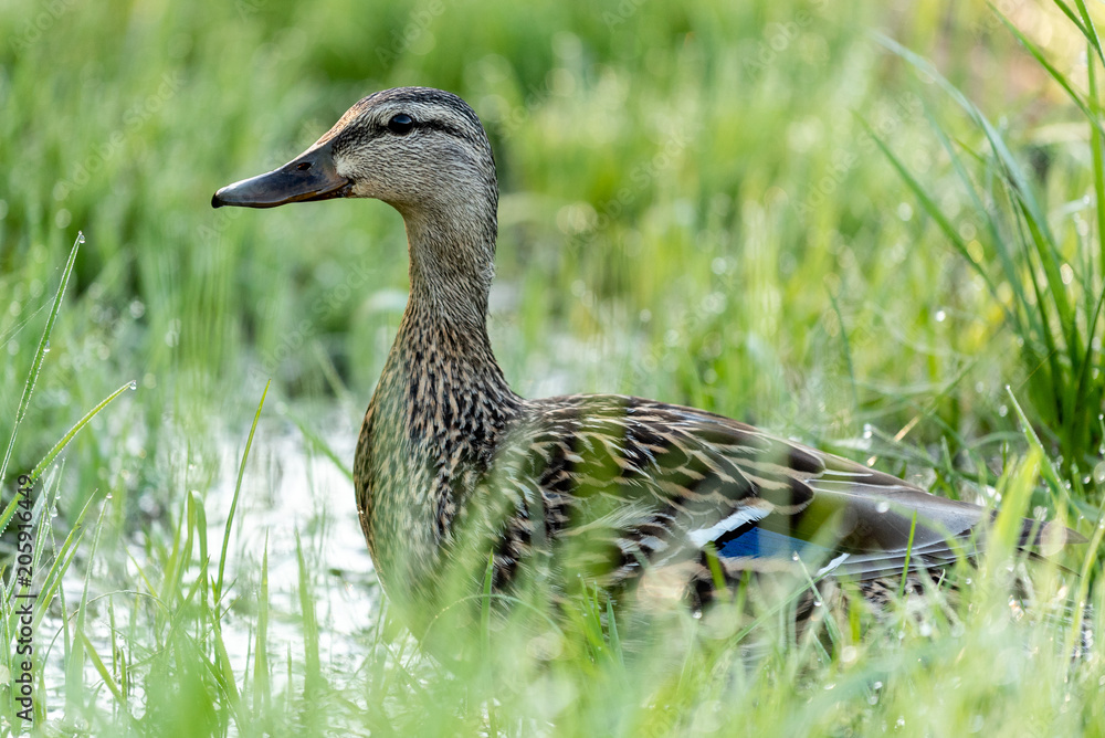 duck2 duck2