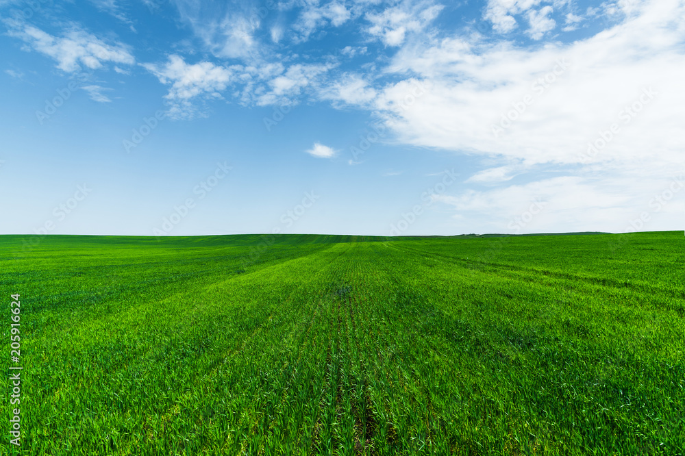 A green wheat field against a blue sky with clouds. Juicy Ful Color Green