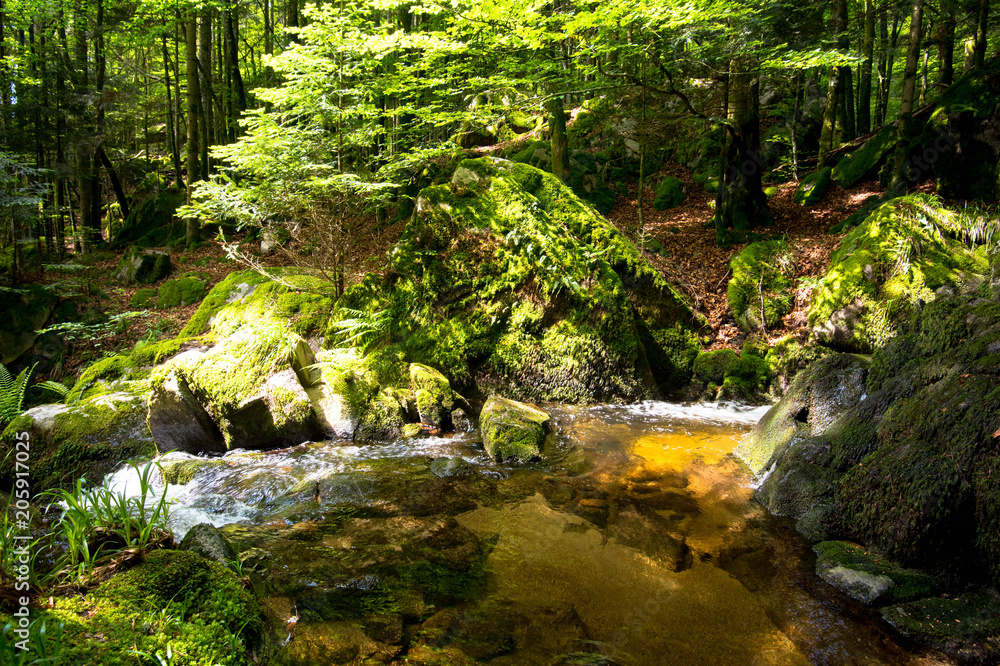 Idyllischer Wald im Wormsa Tal in den Vogesen Idyllischer Wald im Wormsa Tal in den Vogesen