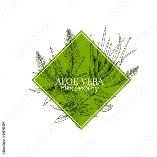 Hand drawn aloe vera branch and flower. Engraved vector banner. healing. Food ingredient, aromatherapy, cooking. For cosmetic package design, medicinal herb, treating, healt care.