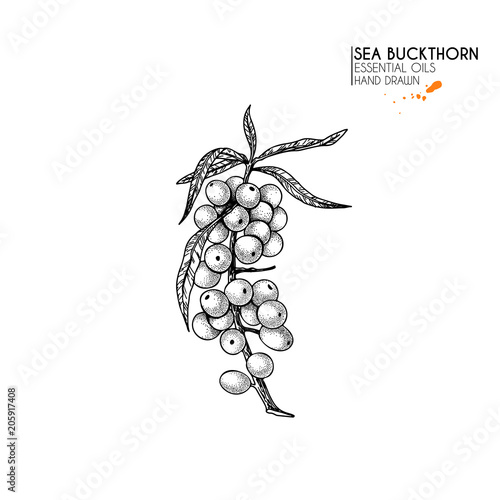 Hand drawn sea buckthorn branch. Vector engraved illustration. Herbal tea, healing. Food ingredient, aromatherapy, cooking. For cosmetic package design, medicinal herb, treating, healt care.