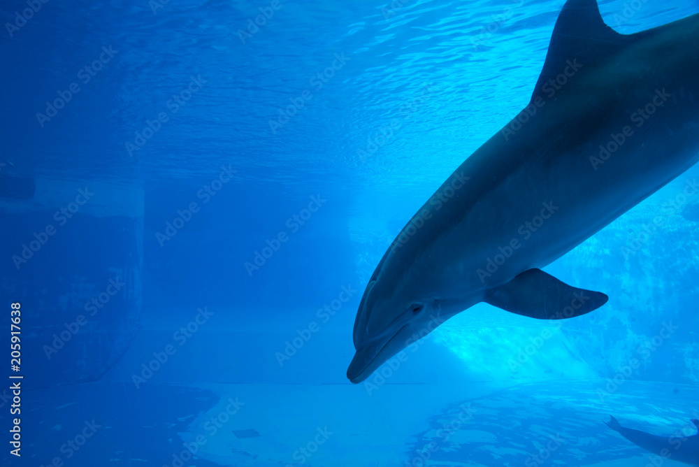 Obraz premium Delfino