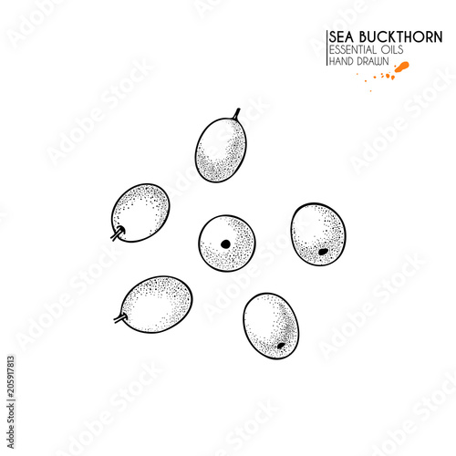 Hand drawn sea buckthorn berries. Vector engraved illustration. Herbal tea, healing. Food ingredient, aromatherapy, cooking. For cosmetic package design, medicinal herb, treating, healt care.