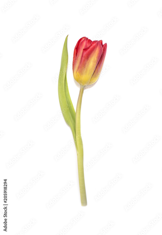 Red and yellow tulip on white background Red and yellow tulip on white background