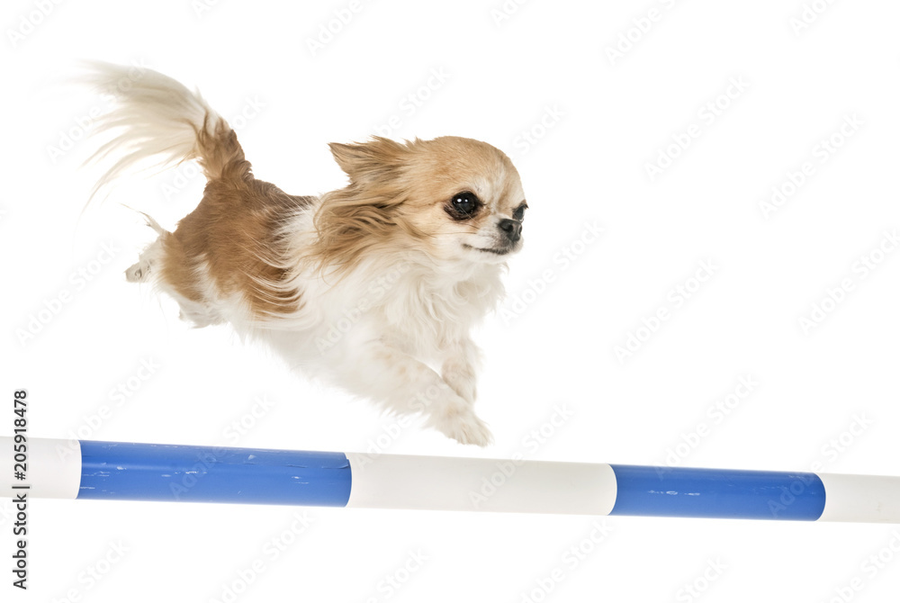 Chihuahua agility sales