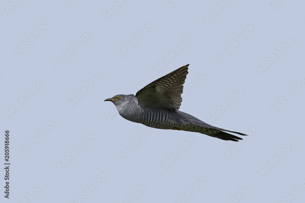 Obraz premium Common cuckoo (Cuculus canorus)